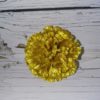 Гвоздика - Thumbnail Image 1