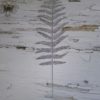 Лист папоротника - Thumbnail Image 1
