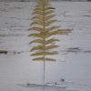 Лист папоротника - Thumbnail Image 1