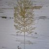 Ветки кораллов - Thumbnail Image 1
