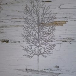 Ветки кораллов